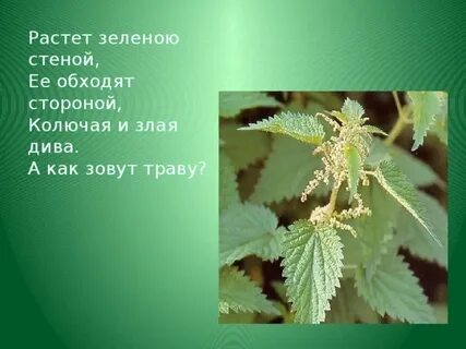 Очень вредная крапива