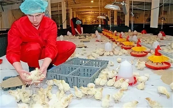 Птицефабрика авдон