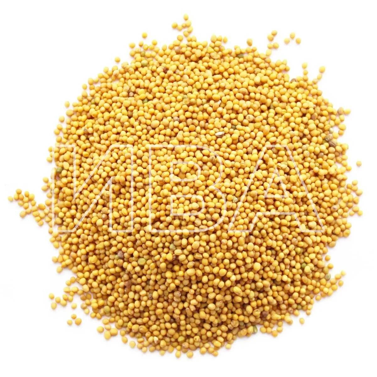 Желтая горчица (семена). Сидерат горчица белая. Горчица желтая. Горчица белая семена. Горчица желтая 1кг.