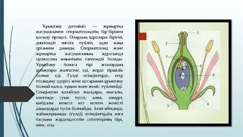 Армян әйелімен әуесқой секс