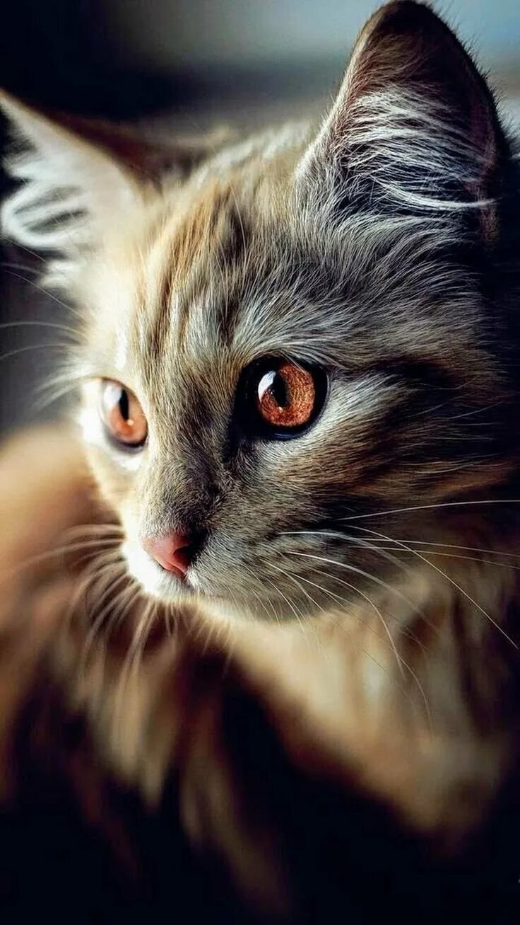 Красивые коты. Очень красивые кошки. Очень красивый кот. Красивые котята.