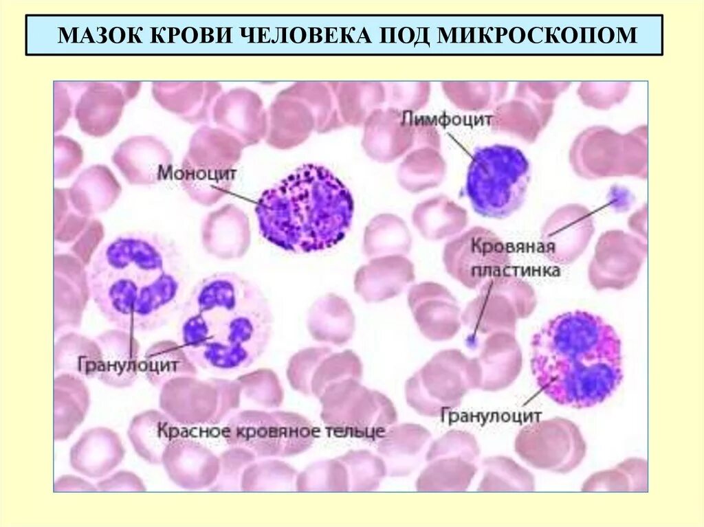 Моноциты тромбоциты. Моноциты микроскопия. моноцит в мазке крови под микроскопом. моноциты в мазке крови. лейкоциты крови человека под микроскопом.