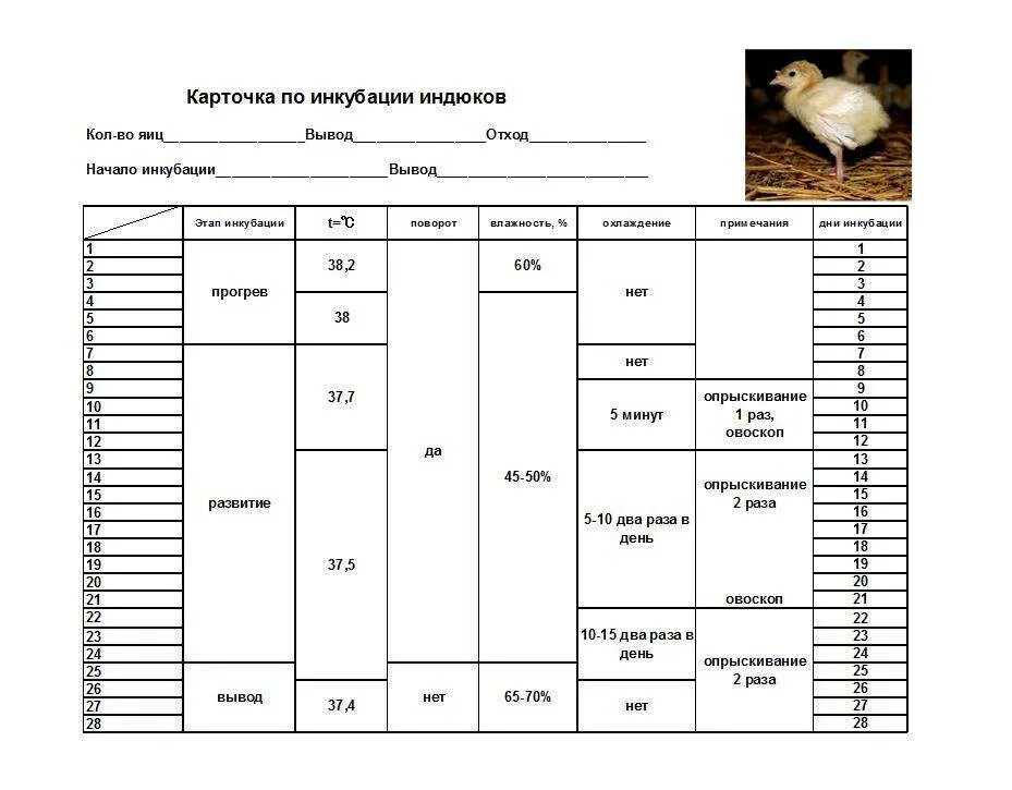 Таблица инкубации индюшиных яиц в инкубаторе