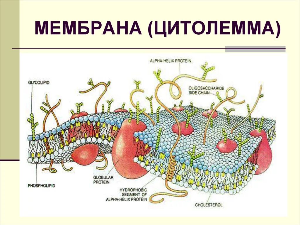 Эукариотическая клетка плазматическая мембрана. Схема строения цитолеммы. Цитоплазматическая мембрана и цитолемма. Строение и функции цитолеммы. Клеточная мембрана цитолемма.