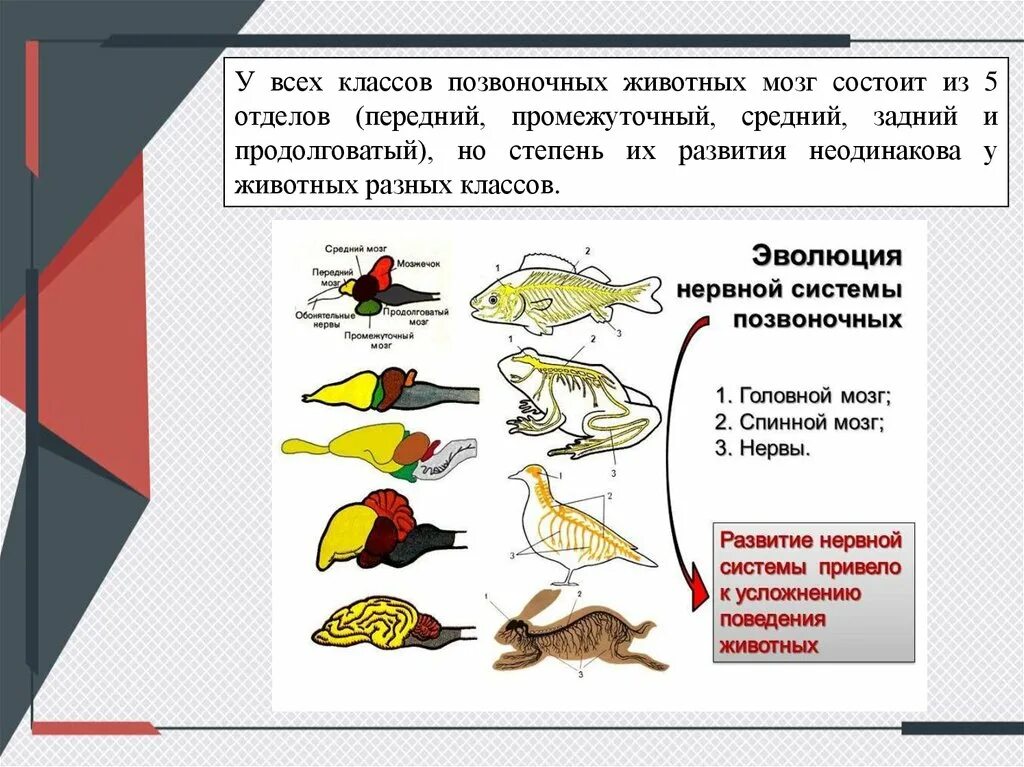 Защита позвоночных животных. Классы позвоночных животных. Все классы позвоночных животных. Классы позвоночных животных 5 класс. Промежуточный ,передний,средний и продолговатый мозг рыбы.