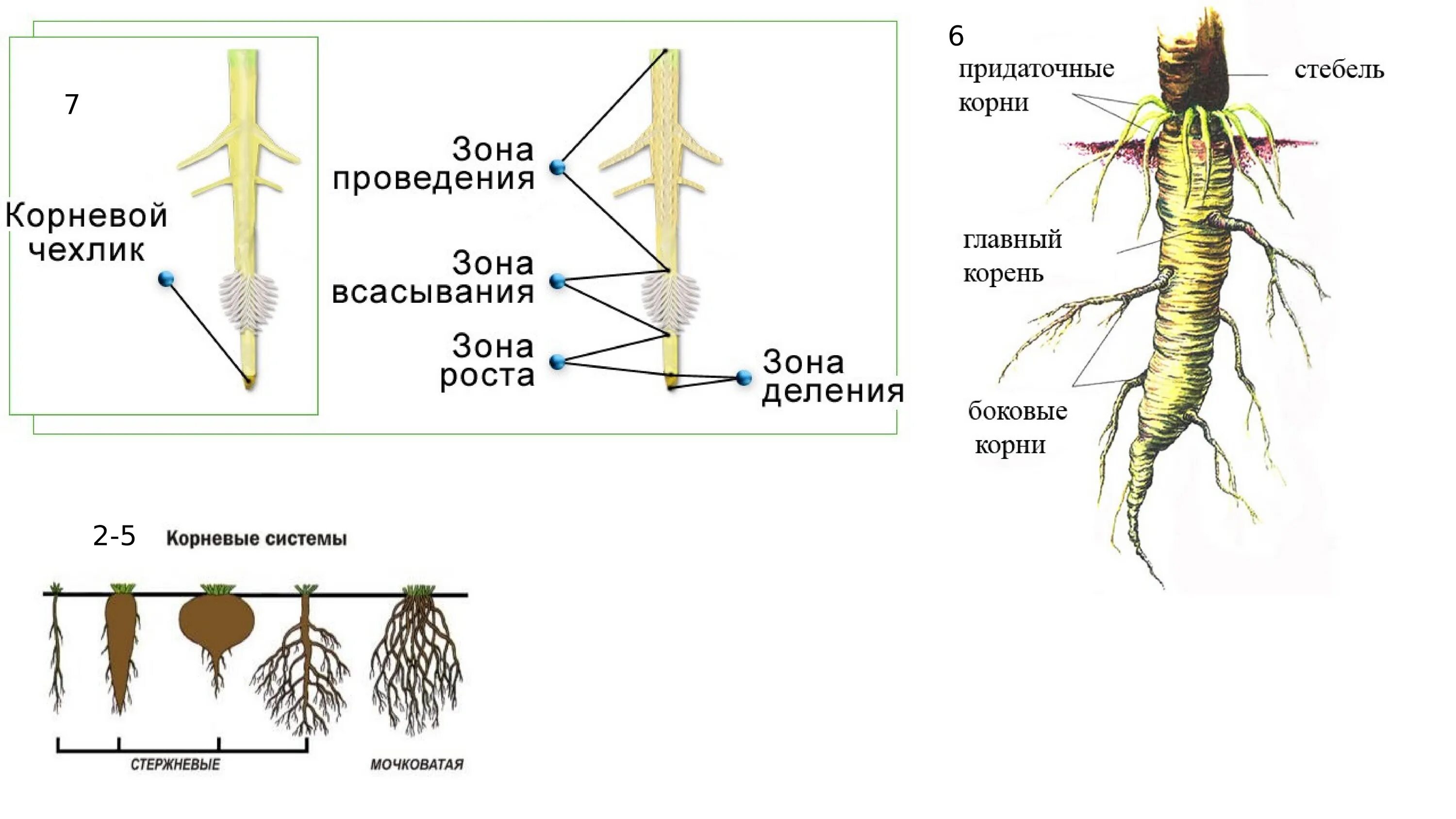 Ближнее корень. Строение корня редиса. Корень ботаника строение. Строение корня придаточные корни. Строение корневого волоска растения.