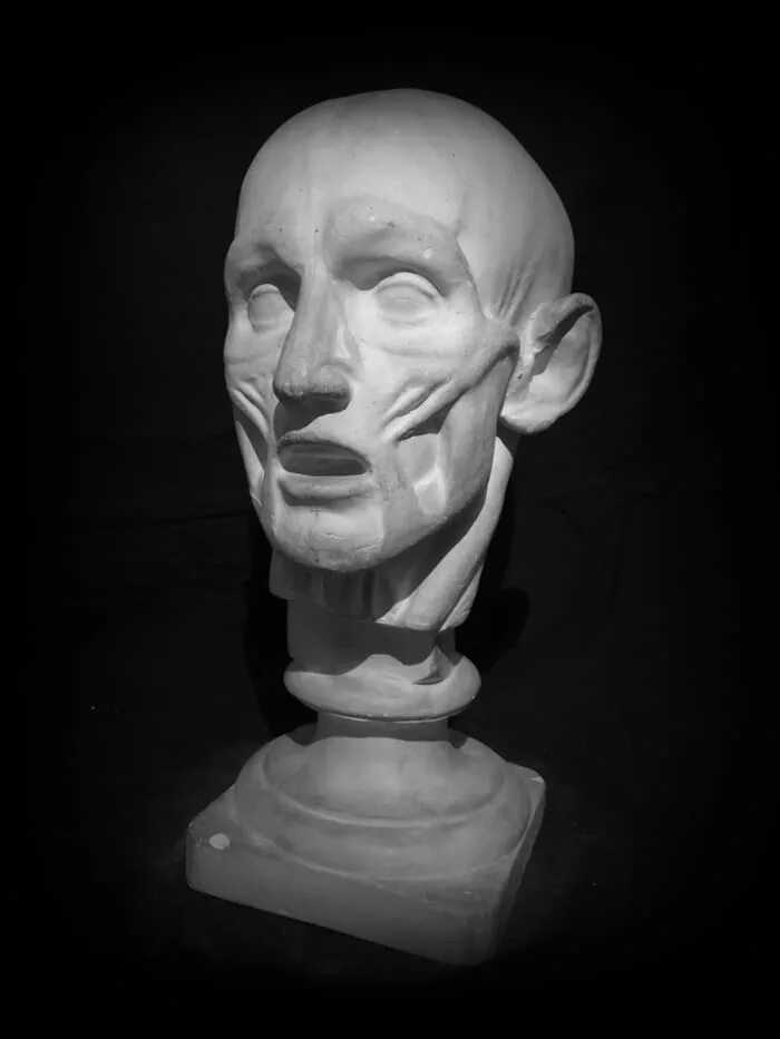 Гипсовая голова экорше гудона. Гипсовая голова экорше гудона. Гудон скульптор экорше. Голова гудона. Обрубовка гудона.