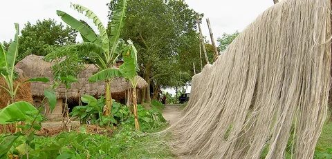 Plant fiber