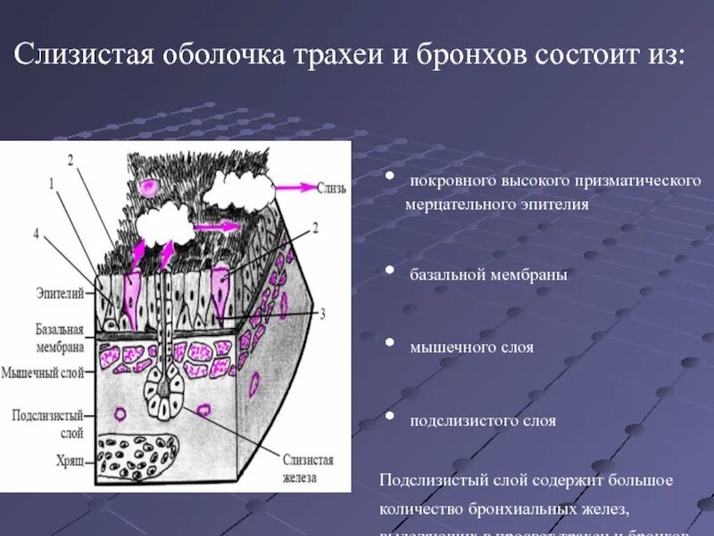 Слизистая оболочка трахеи состоит. Слизистая оболочка трахеи и бронхов выстлана. Эпителий слизистой трахеи выстлан. Эпителий бронхов. Эпителий слизистой трахеи выстлан.