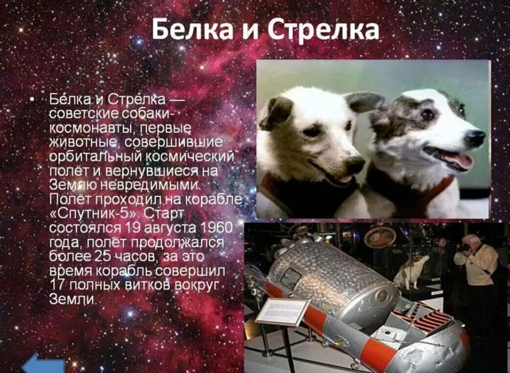 В каком году полетели в космос собаки. Полёт собак в космос белки и стрелки. герои космоса белка и ст. собаки-космонавты белка и стрелка-1. белка и стрелка первые собаки в космосе.
