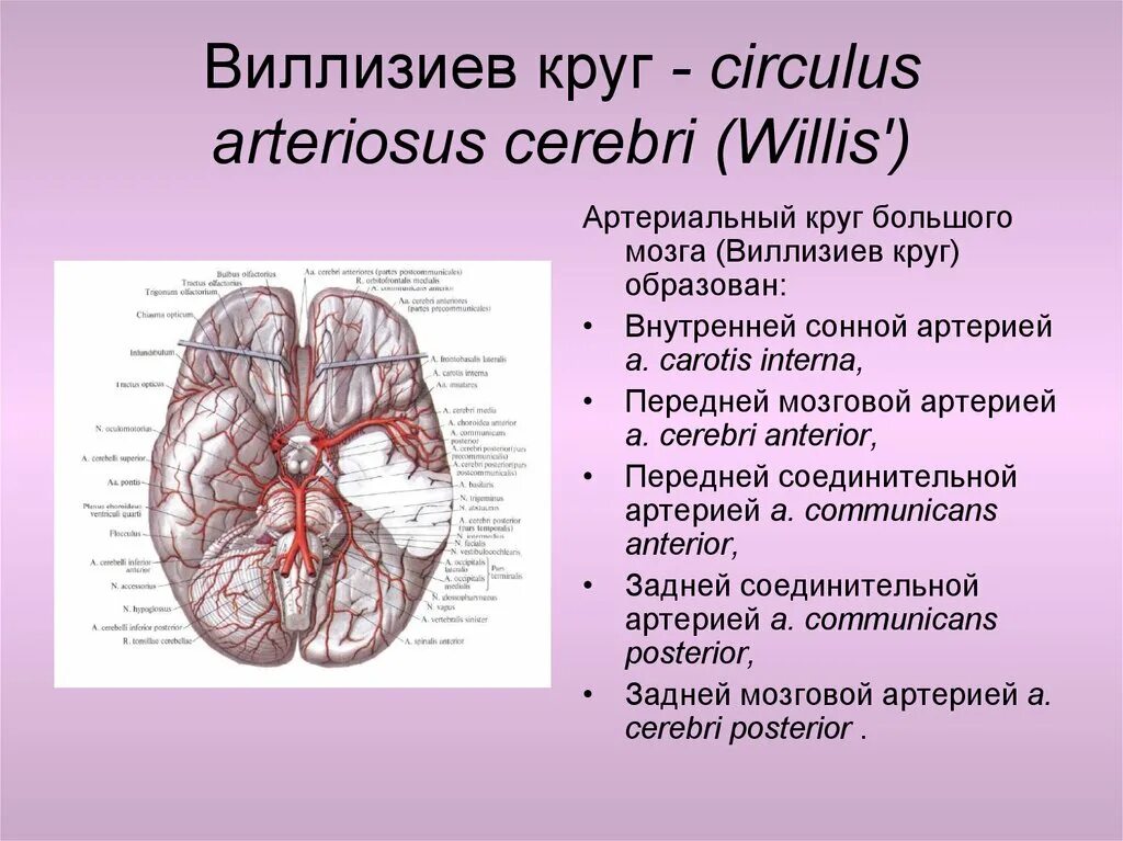 Артериальный круг большого мозга Виллизиев круг. Виллизиев круг в головном мозге. Виллизиев круг анастомозы. Сосуды Виллизиева круга анатомия. Мозговые артерии латынь