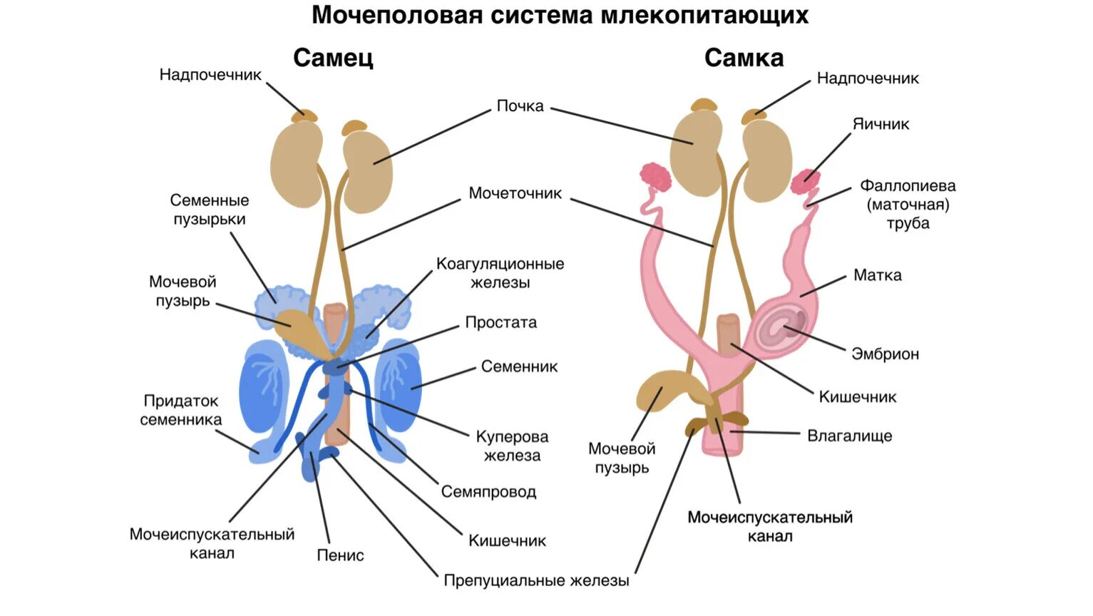 Женский половой орган млекопитающих. Половая система млекопитающих. Строение мочевыделительной системы млекопитающих. Мочеполовая система млекопитающих схема. Строение половой системы млекопитающих схема.