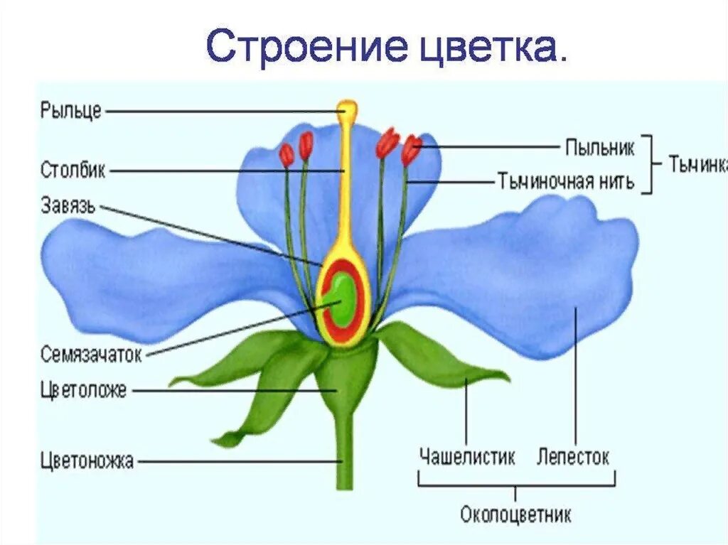 Околоцветник венчик и чашечка цветоножка. Строение цветка околоцветник. Цветок цветоложе околоцветник. Тычиночная нить цветоножка завязь.