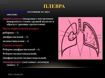 2 плевральные полости
