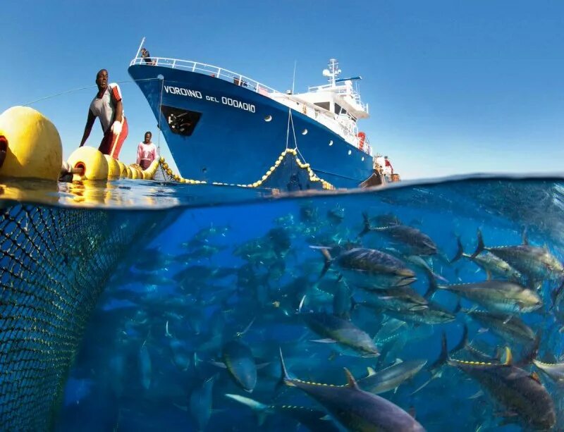 Добыча море рыбы. Atlantic bluefin tuna. рыбы в океане. рыболовство в океане. добыча рыбы.