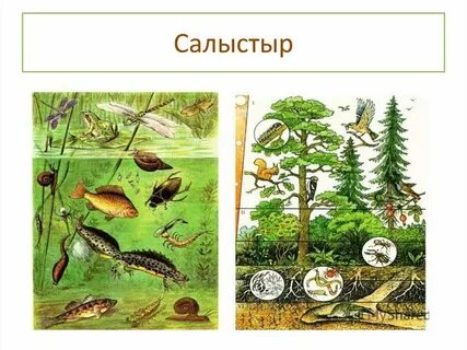 Природные экосистемы охраняют в