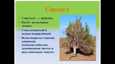 Где обитает саксаул