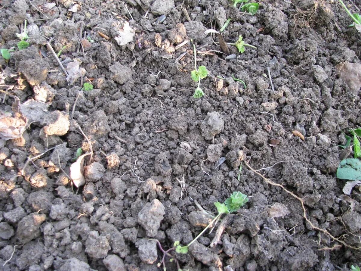 Зеленые удобрения сидераты. Зачем раньше вскопали землю для семян. Что посадить чтобы земля отдохнула. После чего садить чеснок на зиму. Морковь подзимняя посадка.