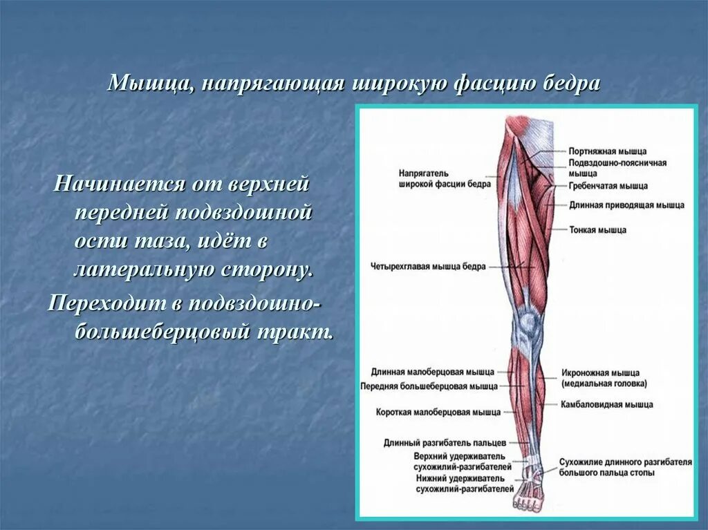 Мышцы нижней конечности вид сбоку. Фасции ноги анатомия. Мышца напрягатель широкой фасции. Мышцы и фасции свободной нижней конечности.