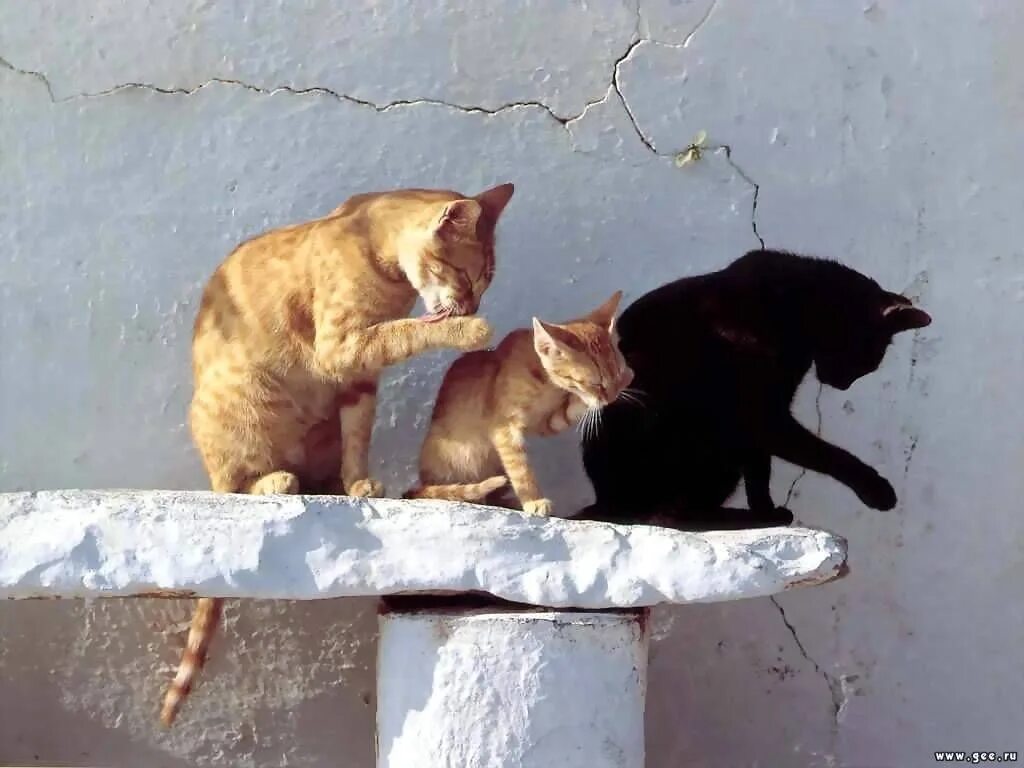 Там умоешься
