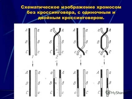 Типы кроссинговера