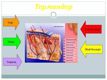Әтеш сақиналары бар секс