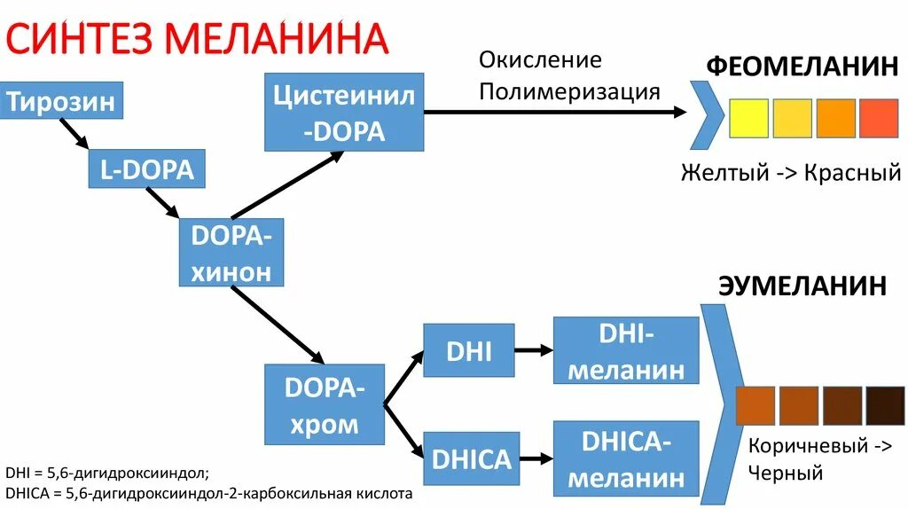 Для чего нужен синтез. Схема синтеза меланина. Схема синтеза меланина из тирозина. Образование меланинов схема. Схема синтеза меланина биохимия.