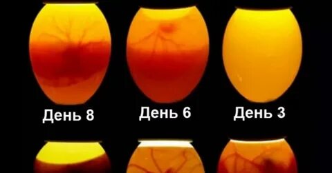 Почему яйцо плотное