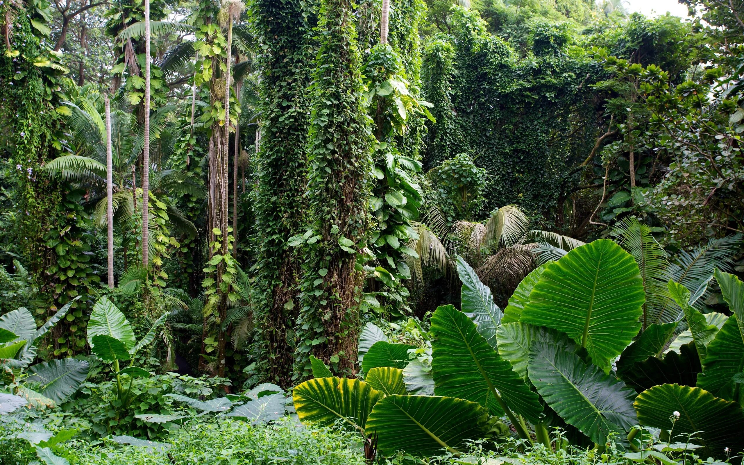 Rainforest plants. Тропикал Рейнфорест. Лианы в сельве. Южная Америка Сельва лианы.