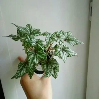 Бегония каудексная