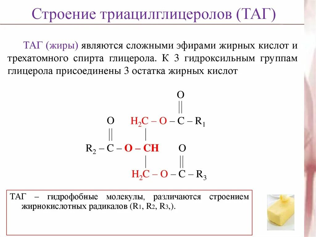 Таг это биохимия. Таг это биохимия. Гидролиз таг в жировой ткани. Ресинтез липидов таг. Процесс тканевого липолиза схема.