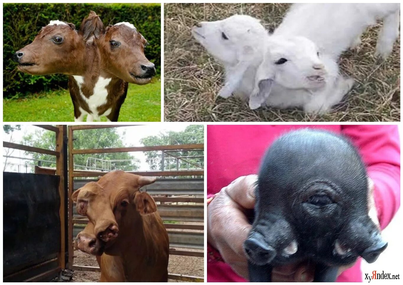 Звери мутанты чернобыля. Мутированные насекомые в чернобыле. Воздействие радиации на растения. Мутирование животных чернобыля мутанты. Мутации животных и растений в чернобыле.