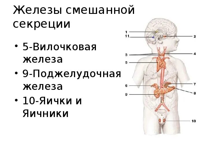 Железы смешанной секреции секреции. Какие железы являются железами смешанной секреции. Железы смешанной секреции схема. Строение желез смешанной секреции. Чем характеризуются железы смешанной секреции