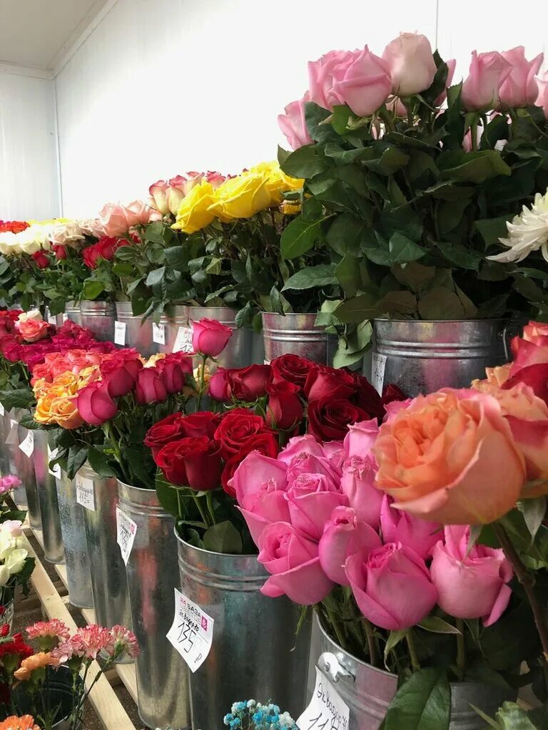 Flowers нижний новгород. База цветов 24 Нижний. База цветов 24 Нижний Новгород Московское шоссе. База цветов 24 Нижний Новгород Советская площадь. Розы с базы.