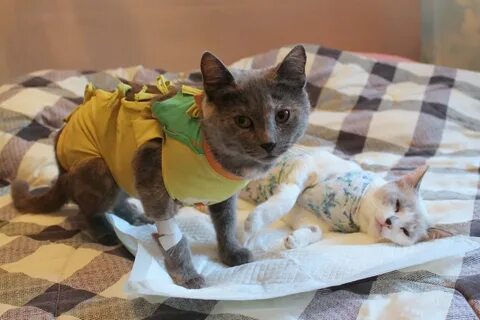 Можно ли оставить кошку на 3 дня