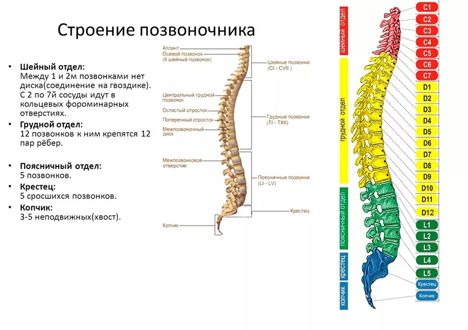 Отделы спины. Позвоночный столб отделы строение позвонков. Позвоночник строение анатомия грудной отдел позвоночника. Строение позвоночника спереди. Шейный отдел позвоночного столба: Анатомическое строение..