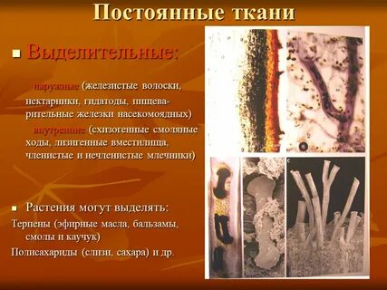Какая ткань формирует волоски