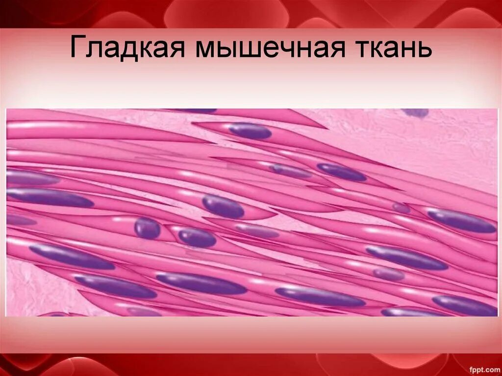 Клетки гладкомышечной ткани
