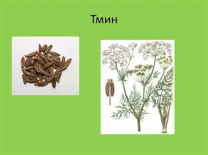 Тмин относится к группе пряностей