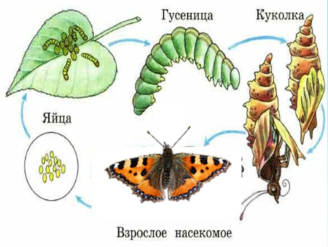 Стадия развития насекомого взрослая особь чешуекрылых