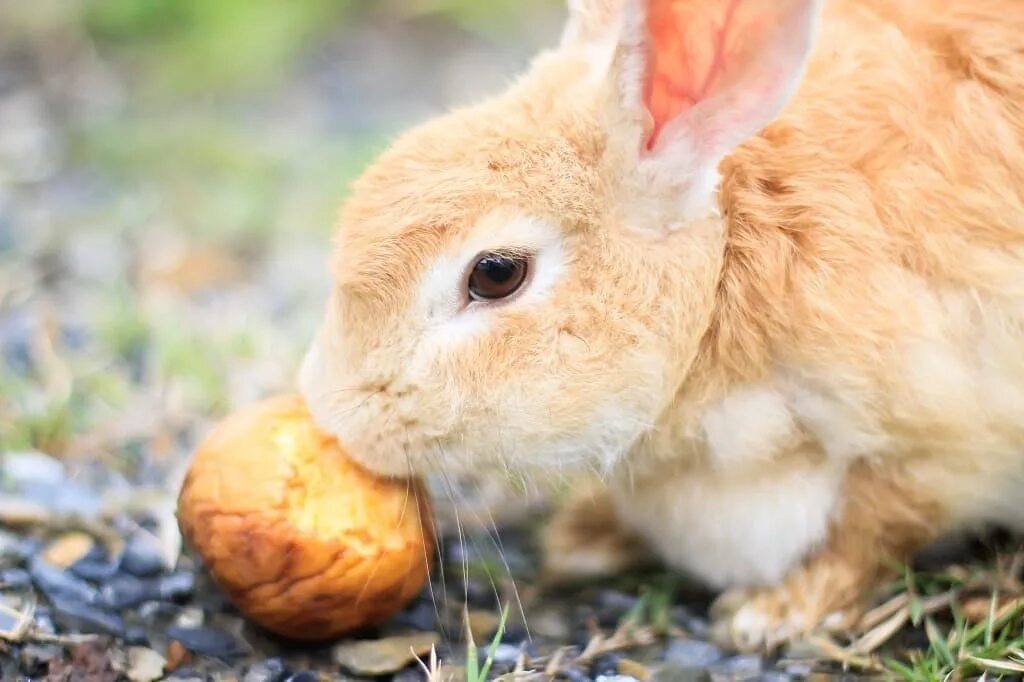 Можно кролику яблоко. Кролик ест яблоко. Кролик с яблоками. Кроличье яблоко. Кролик с капустой.