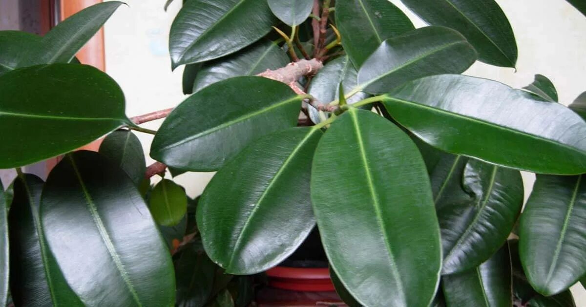 Фикус бенджамина приметы. Фикус бенджамина каучуковый. Фикус бенджамина ядовитый. Фикус мужегон. Фикус каучуконосный мужегон.