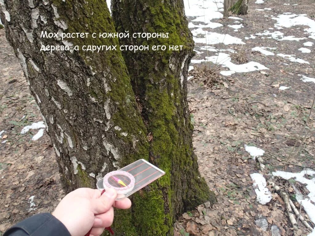 С какой стороны дерево. С какой стороны растёт мох на деревьях. мох растет с стороны. мох растет на южной стороне. дерево которое растёт в сторону.