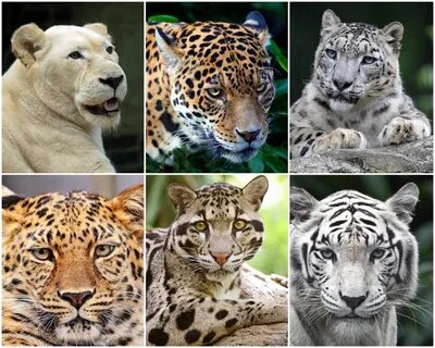 Лев тигр семейство кошачьих