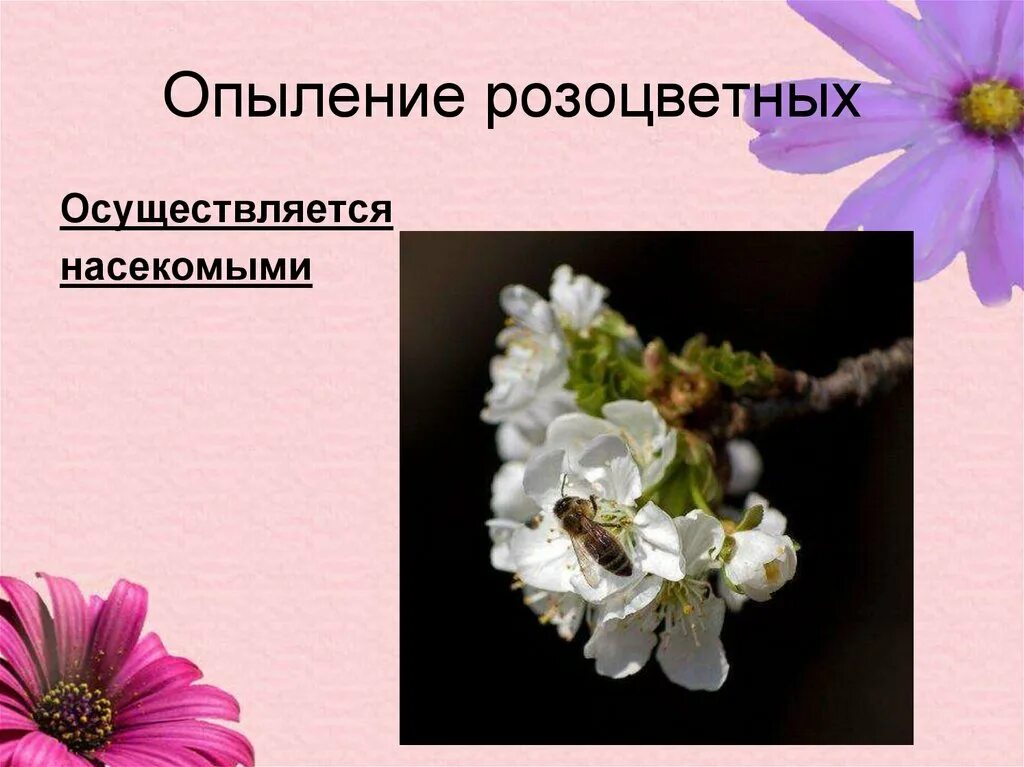 Розоцветные значение для человека. Розоцветные растения опыляются. розоцветные опыление. опыление семейства розоцветных. семейство розоцветные опыляются.