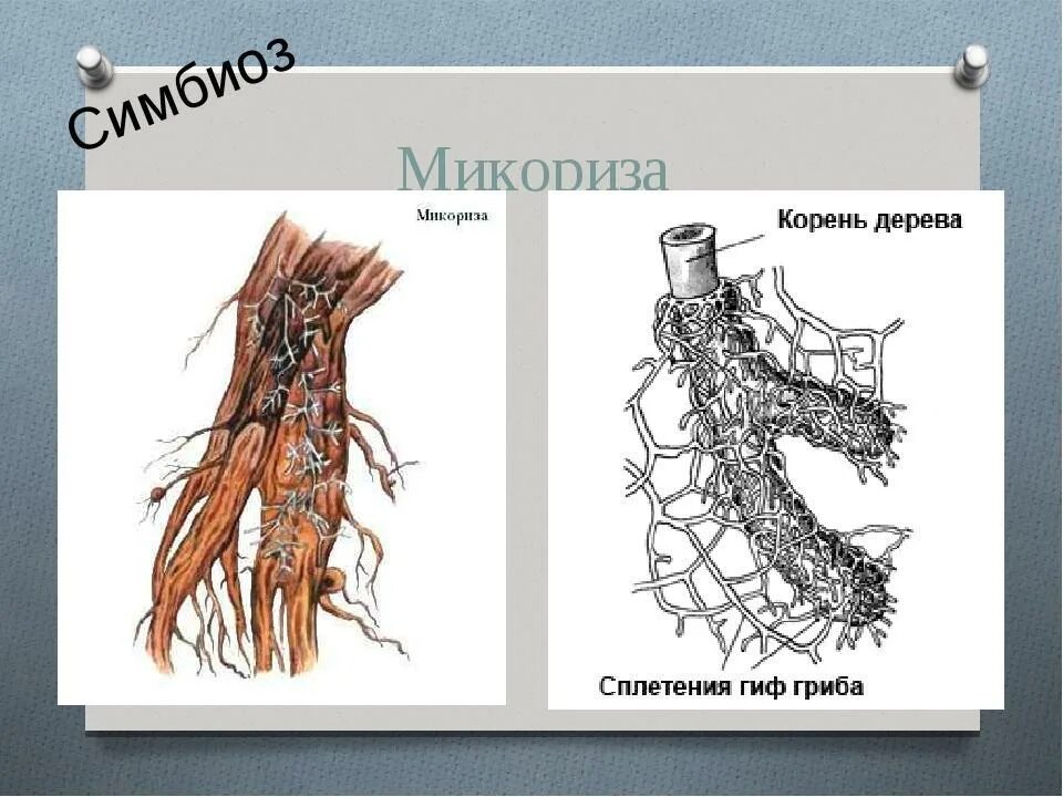 Грибы имеют корни. Симбиотрофы микориза. Строение гриба микориза. Микориза 30кг. Эктотрофная микориза.