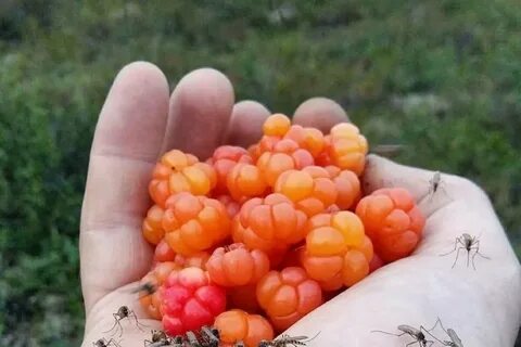 Август морошка