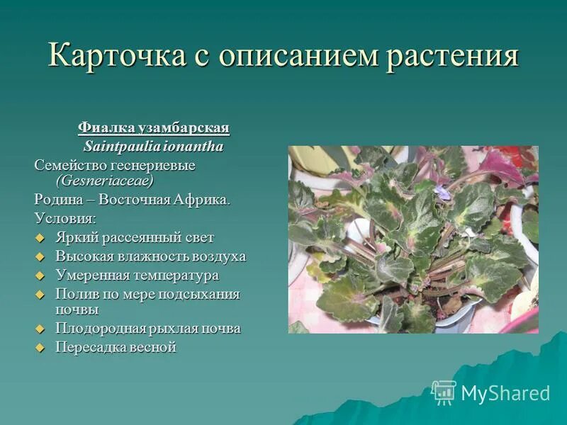 Содержание фиалки