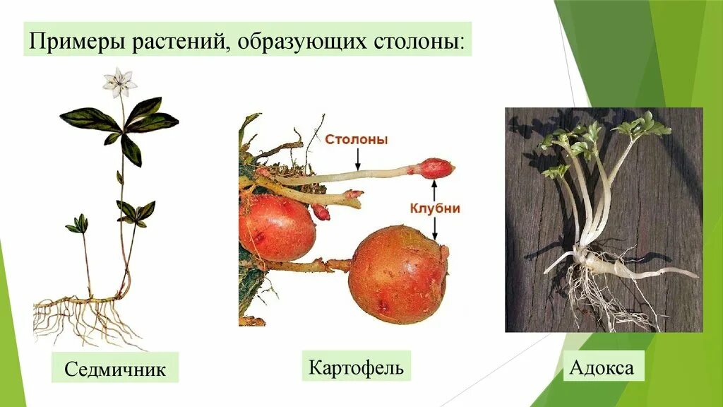 Клубень картофеля и ус земляники. Столон подземный побег. Столоны седмичника. Клубень столон. Строение столона картофеля.