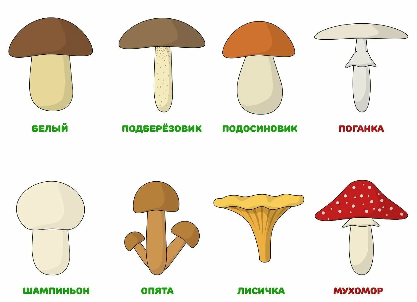 Съедобные и несъедобные грибы рисунок. Съедобные грибы и несъедобные грибы. съедобные и несъедобные грибы таблица.